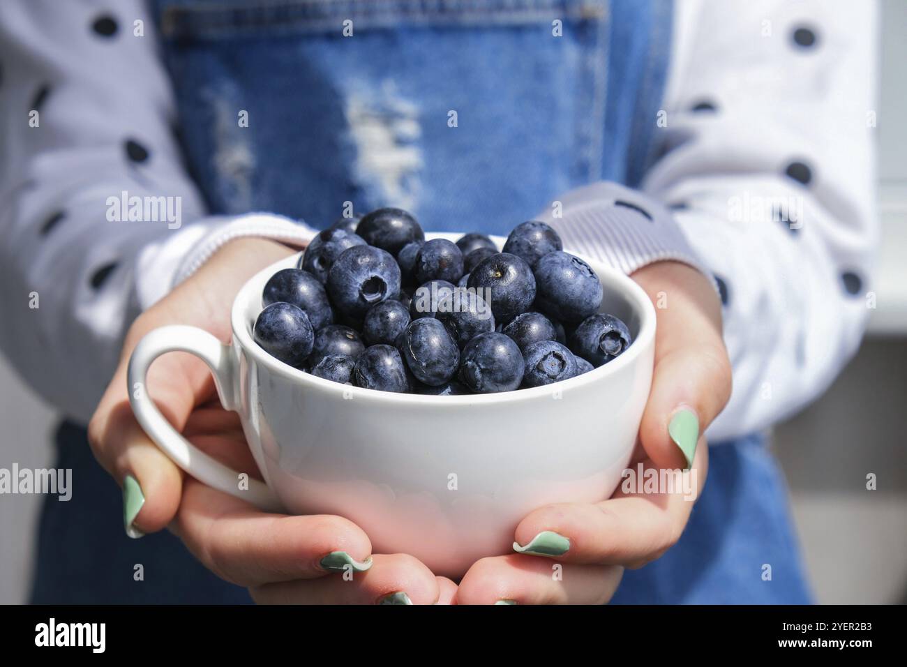 Frau hält Schüssel mit frischen Blaubeeren. Erntekonzept. Weibliche Hände sammeln Beeren. Das Konzept der Gemüsegarten Hütte Ernte Garten Stockfoto