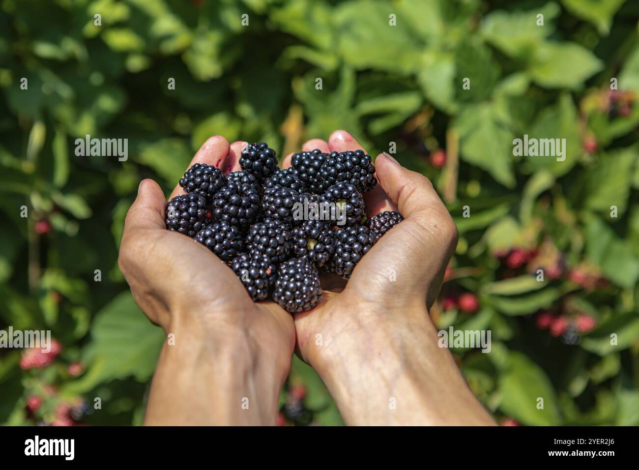 Eine Handvoll reifer und frischer brombeerfrüchte. Landarbeiter Hände voll mit Brombeeren in Nahaufnahme und selektiver Fokusansicht mit Kopierraum Stockfoto