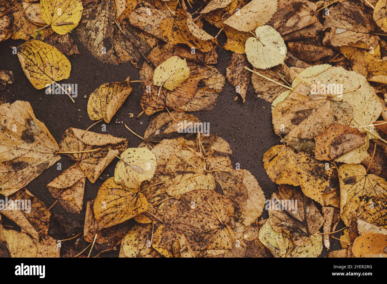 Farbenfroher Hintergrund mit herbstlichen Blättern. Blick durch das Herbstlaub im Parkwald. Goldene Baumblätter. Schöner Baum mit gelbem Nabel Stockfoto