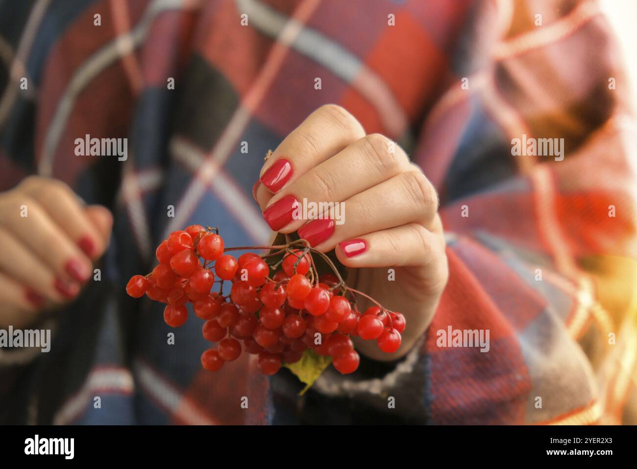 Stylische rote Frauennägel. Hände Mit Roten Johannisbeeren. Moderne, wunderschöne Maniküre. Herbst Winter Nagel Design Konzept der Beauty-Behandlung. Gelnägel. Ski Stockfoto