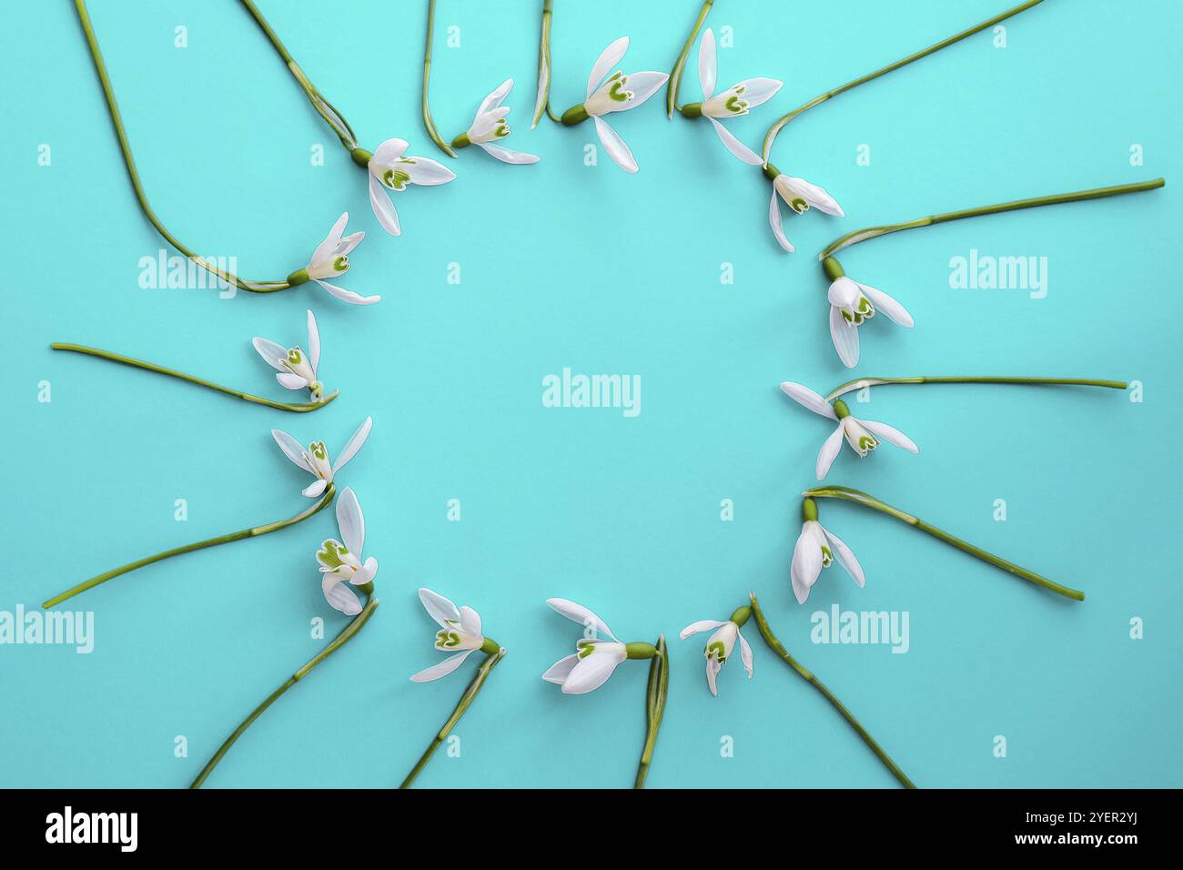 Flache Lay-Komposition mit Schneeglötblumen auf farbigem Hintergrund, Platz für Text kopieren. Kreis aus Schneeglöpfen. Grußkarte im Weihnachtslook Stockfoto