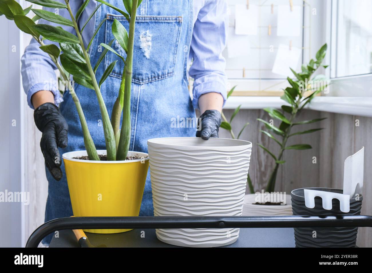 Die Gärtnerin transplantiert Zimmerpflanzen und verwendet eine Schaufel auf dem Tisch. Zamioculcas Konzept der Pflanzenpflege und Hausgarten. Frühjahrspflanzung. Geldbaum Stockfoto