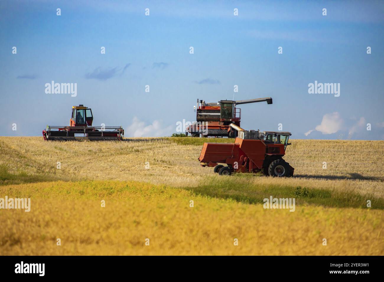 Landwirtschaft und landwirtschaftliche Fahrzeuge sind bei der Arbeit, die in den goldenen Feldern unter einem blauen Himmel gesehen, Mähdrescher Sammeln von Getreide mit Kopie Raum Stockfoto