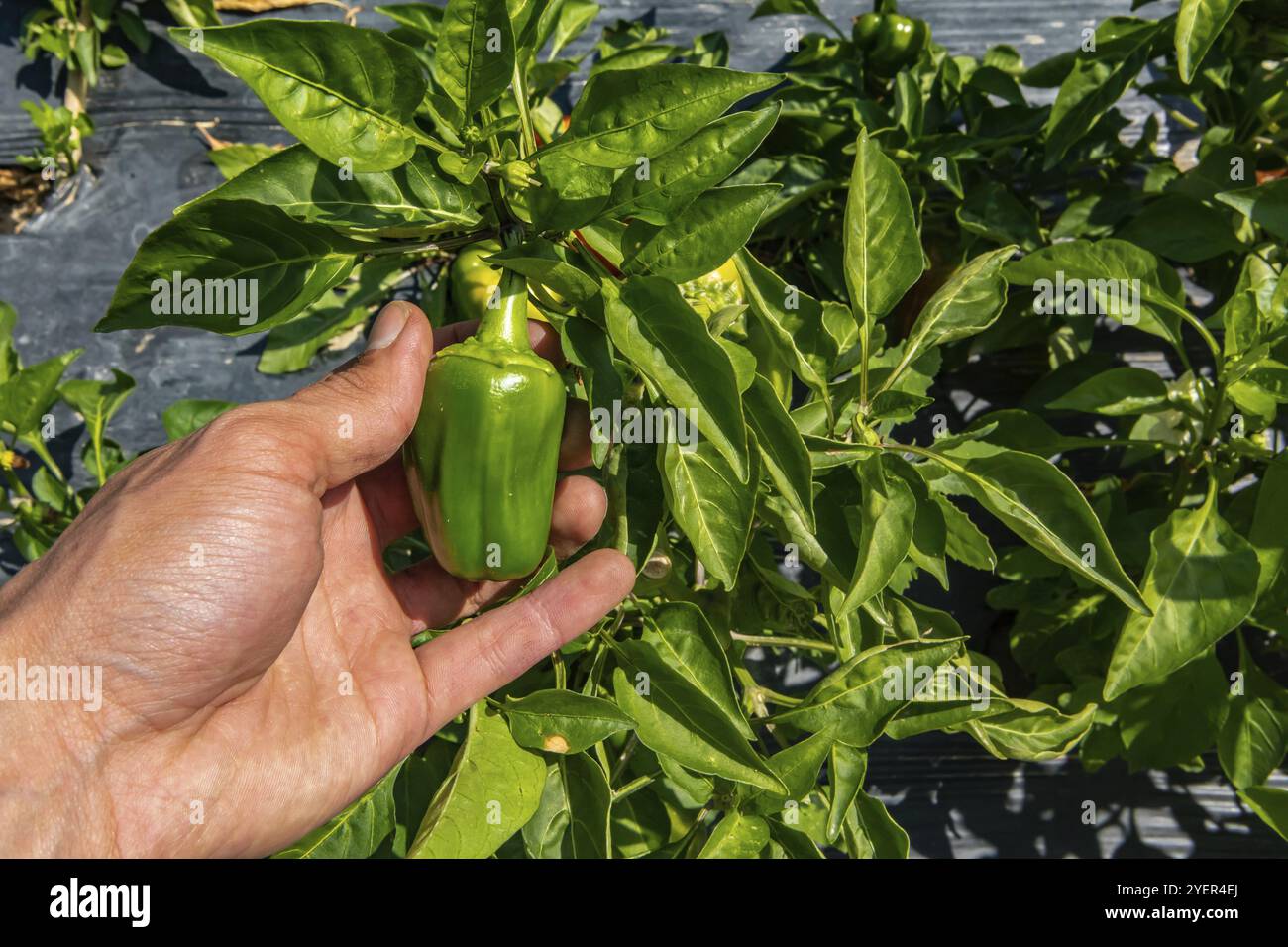 Nahaufnahme mit unreifen kleinen grünen Paprika-Früchten aus der Paprika-Pflanze in der Gemüsezucht auf offenem Feld Stockfoto