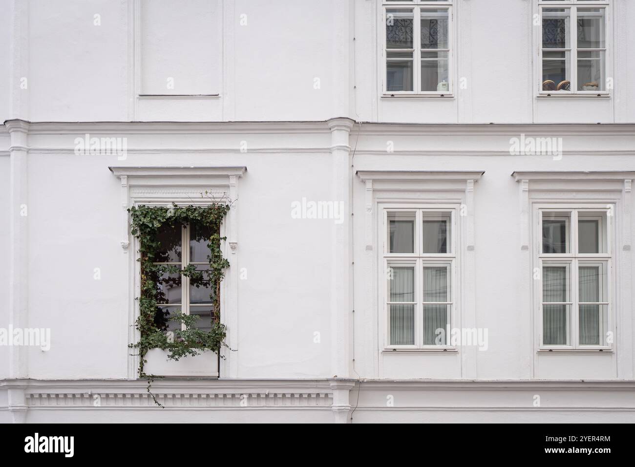 Außenfassade des Hauses mit weißen Putzwänden und Fenstern. Weißes Fenster umgeben von kriechenden Efeupflanzen. Stockfoto