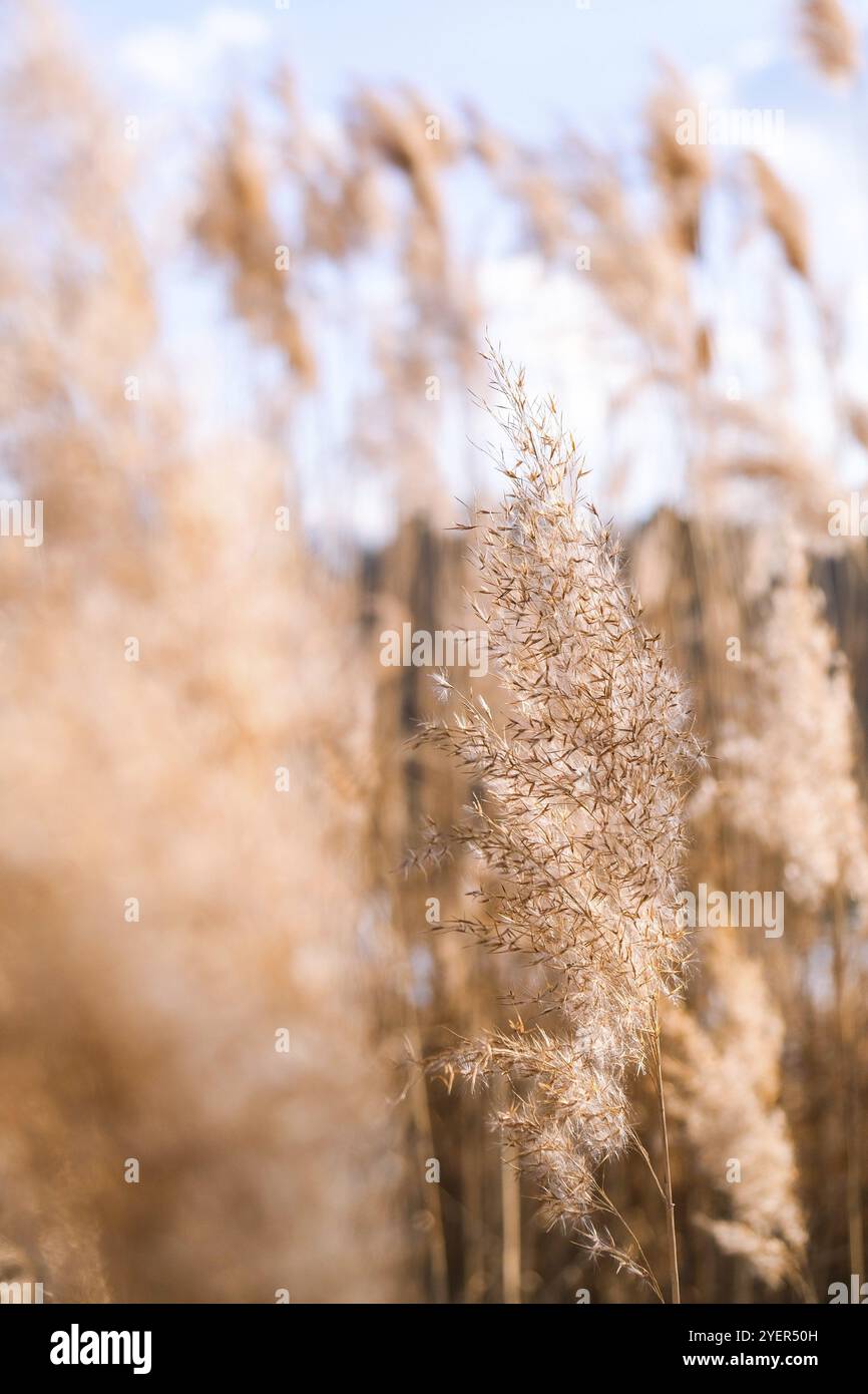 Pampas Gras. Trockenes beigefarbenes Schilf. Abstrakter natürlicher Hintergrund. Pastellfarben in neutralen Farben. Erdtöne. Wunderschöne Einrichtung im Naturtrend. Minimalistischer neutraler Konz Stockfoto
