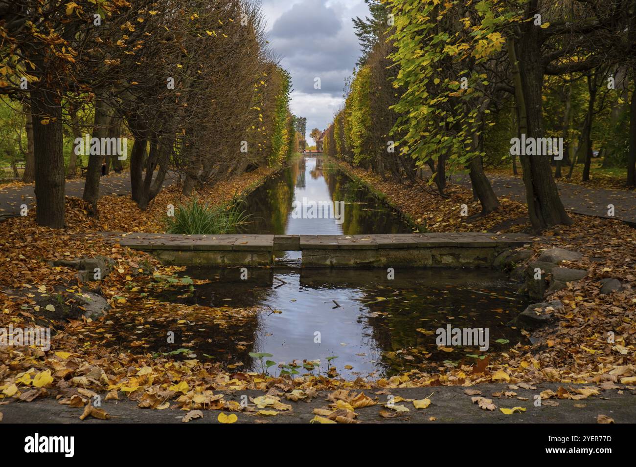 Herbstblätter schweben auf der Wasseroberfläche. Gefallene herbstliche Blätter auf der Oberfläche des Sees. Die Landschaft der Natur ist gefallenes Orangenblatt segelt auf dunklem L Stockfoto