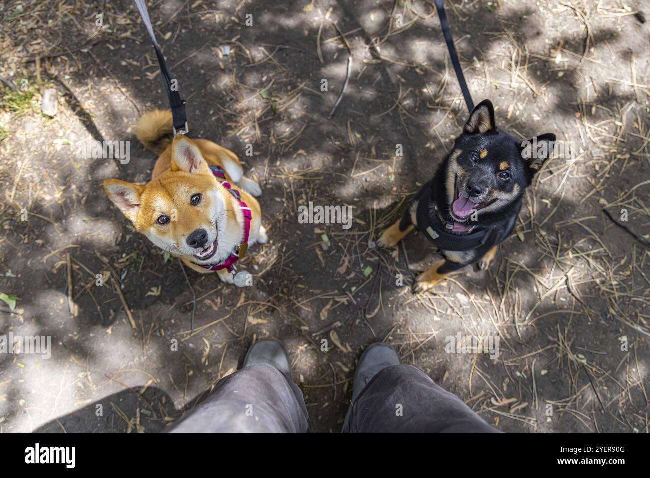 Hochwinkelaufnahme von zwei jungen Shiba Inu Hunden, die Leine im Park tragen. Schwarz-braune und rot gestrichene Welpen, die neugierig zum Besitzer aufschauen Stockfoto