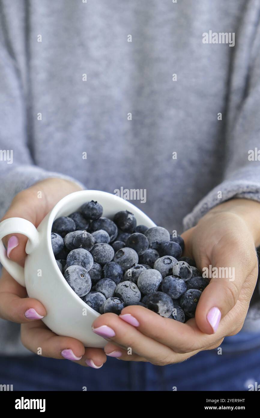 Frau hält eine Schüssel mit gefrorenen Heidelbeerfrüchten. Erntekonzept. Weibliche Hände sammeln Beeren. Gesunde Ernährung Konzept. Auffüllen von Beeren für Stockfoto