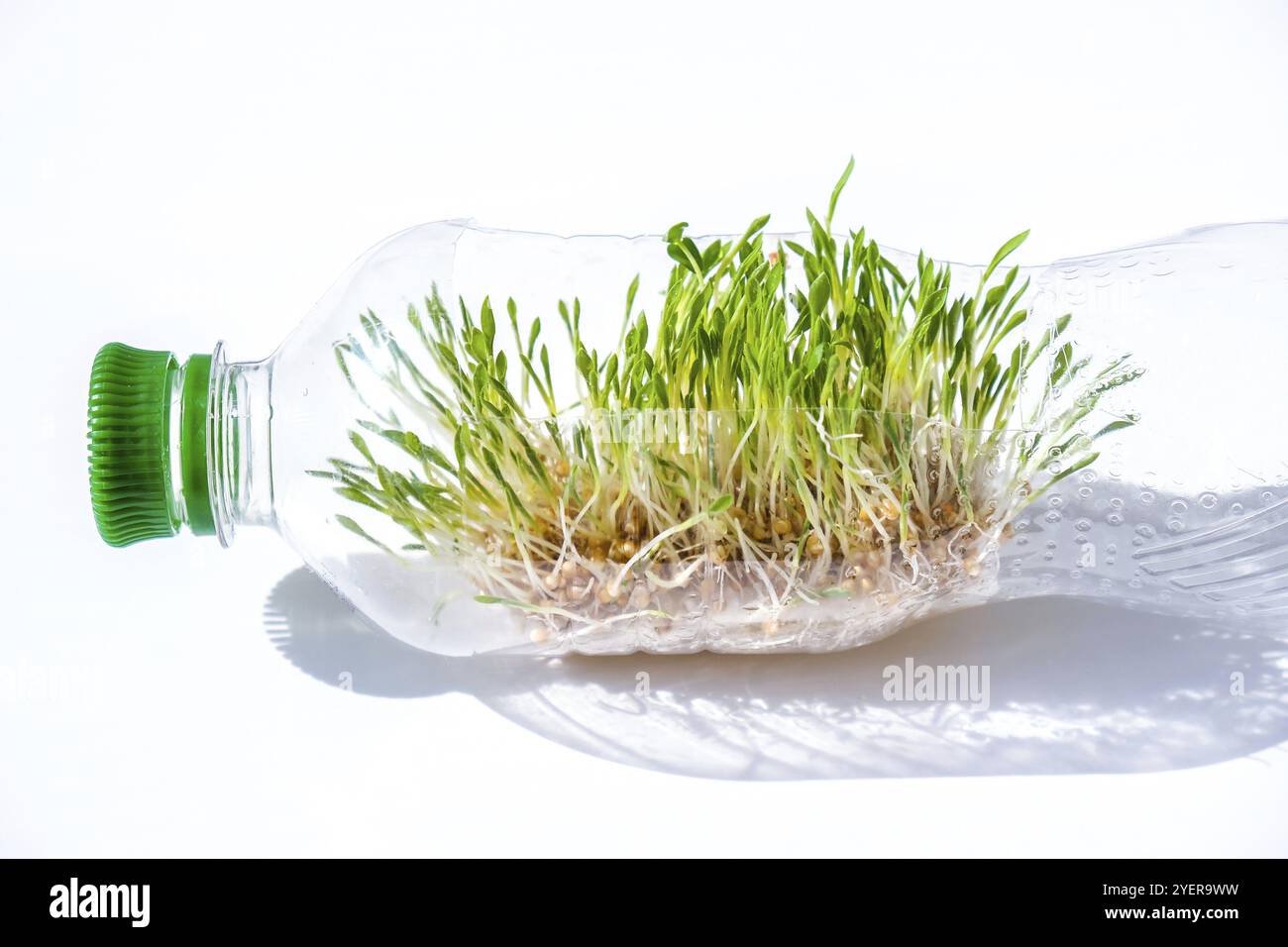 Junge grüne Pflanzen in Plastikflasche. Ökologie und Umweltgespräche. Konzept des Erdtages. Globale Verschmutzung des Planeten. Sämling. Nachhaltig Stockfoto