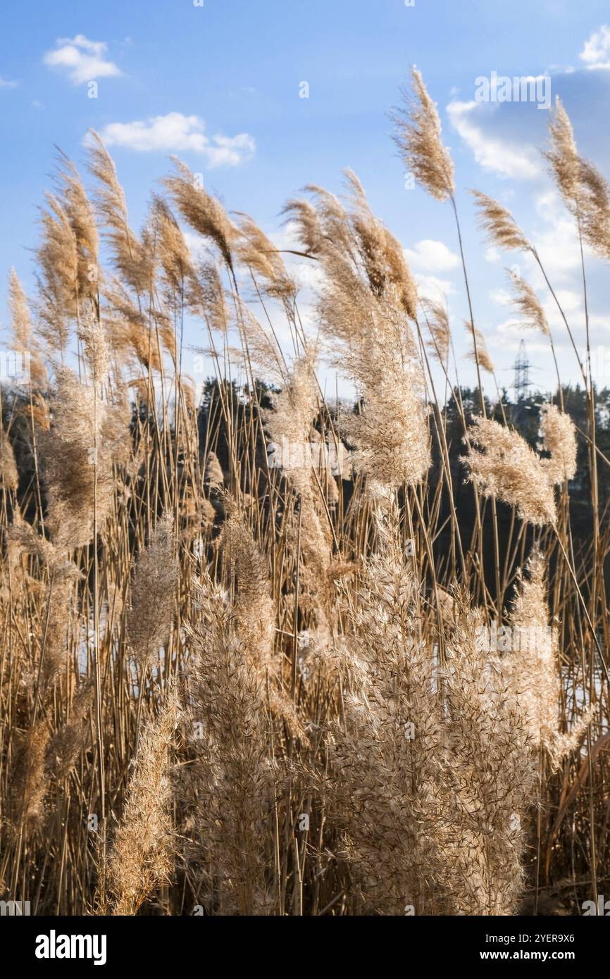 Pampas Gras. Trockenes beigefarbenes Schilf. Abstrakter natürlicher Hintergrund. Pastellfarben in neutralen Farben. Erdtöne. Wunderschöne Einrichtung im Naturtrend. Minimalistischer neutraler Konz Stockfoto
