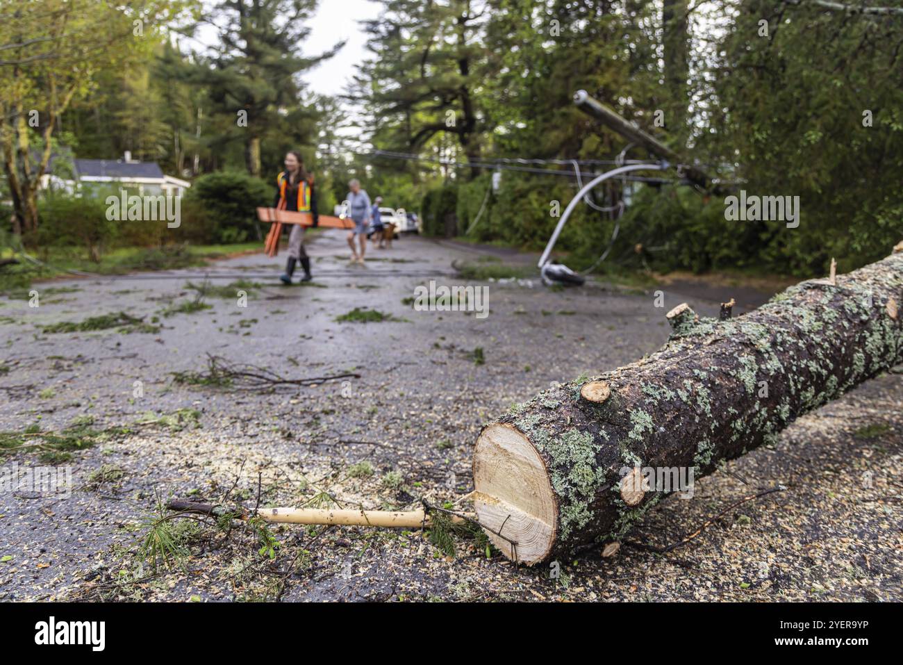 Selektive fokussierte Aufnahme von gefälltem Stamm, der mitten auf der Straße liegt, mit Sägemehl, während unscharfe Baumchirurgen arbeiten, um die Straße im Hintergrund nach einem Sturm zu räumen Stockfoto
