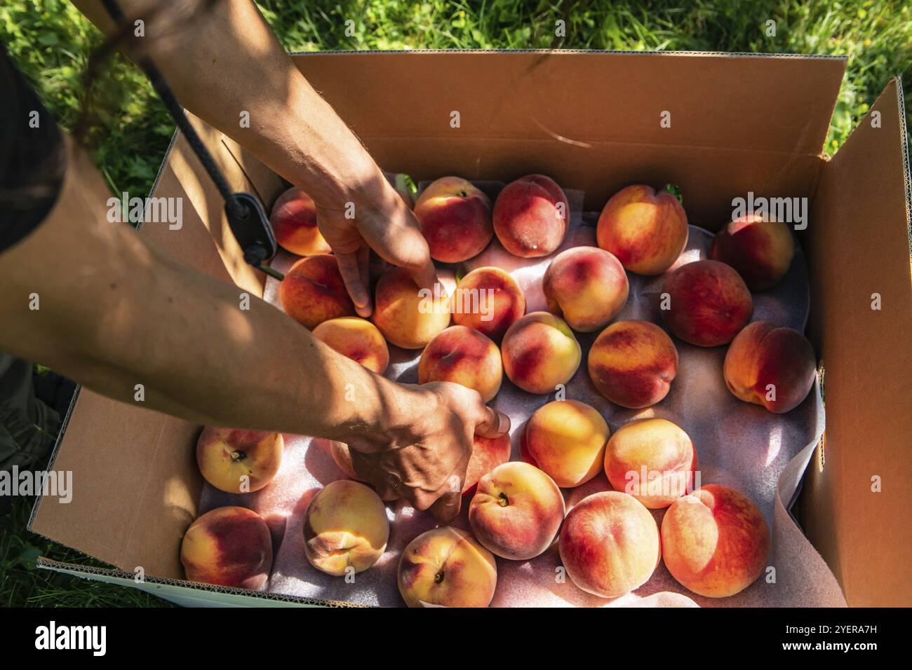 Man händet, wie er frische und reife Pfirsichfrüchte in eine Kartonverpackung packt, in einen Bio-Bauernhof nimmt und Pfirsiche im Obstgarten-Konzept pflückt Stockfoto