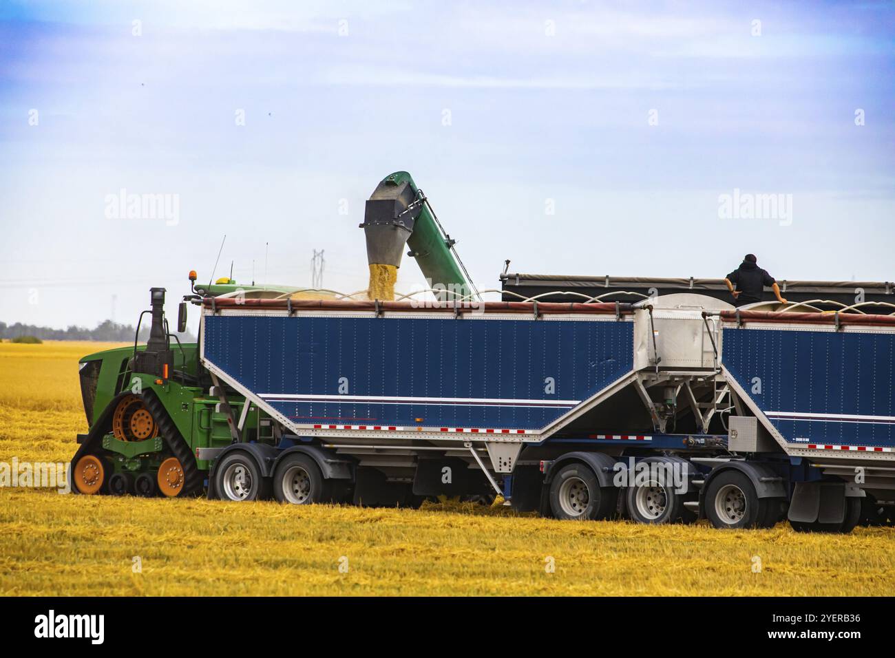 Großräumige Landwirtschaft wird gesehen, wie moderne Maschinen in einem Maisfeld arbeitet. Zwei große Anhänger werden von den Arm eines Mähdreschers in Kanada gefüllt Stockfoto