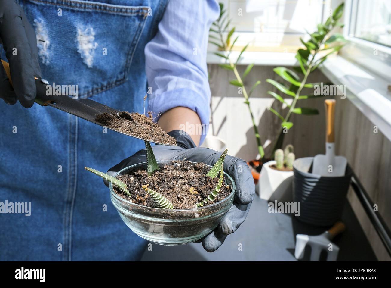 Nahaufnahme der weiblichen Hände Transplantation Sukulent. Hausgarten Konzept. Gartengeräte. Arbeitsplatz des Gärtners. Erde in einem Eimer. Plan wird gepflegt Stockfoto