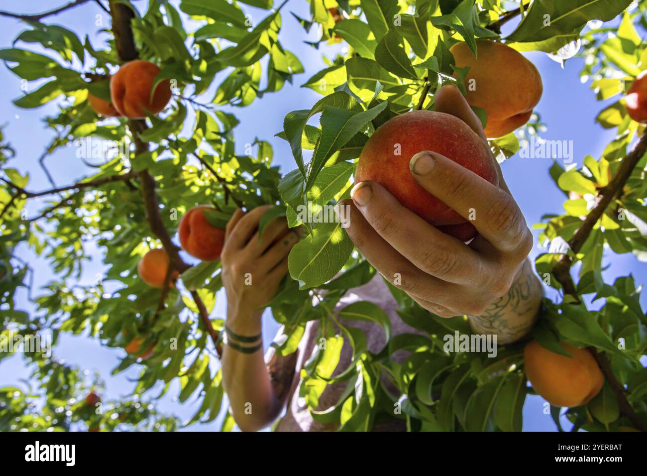Bei geringer Blickwinkel und Nahaufnahme der Hand der Frau pflückt die Pfirsichfrüchte vom Boden des Baumzweigs und pflückt Früchte im Obstgarten in der Farm Stockfoto