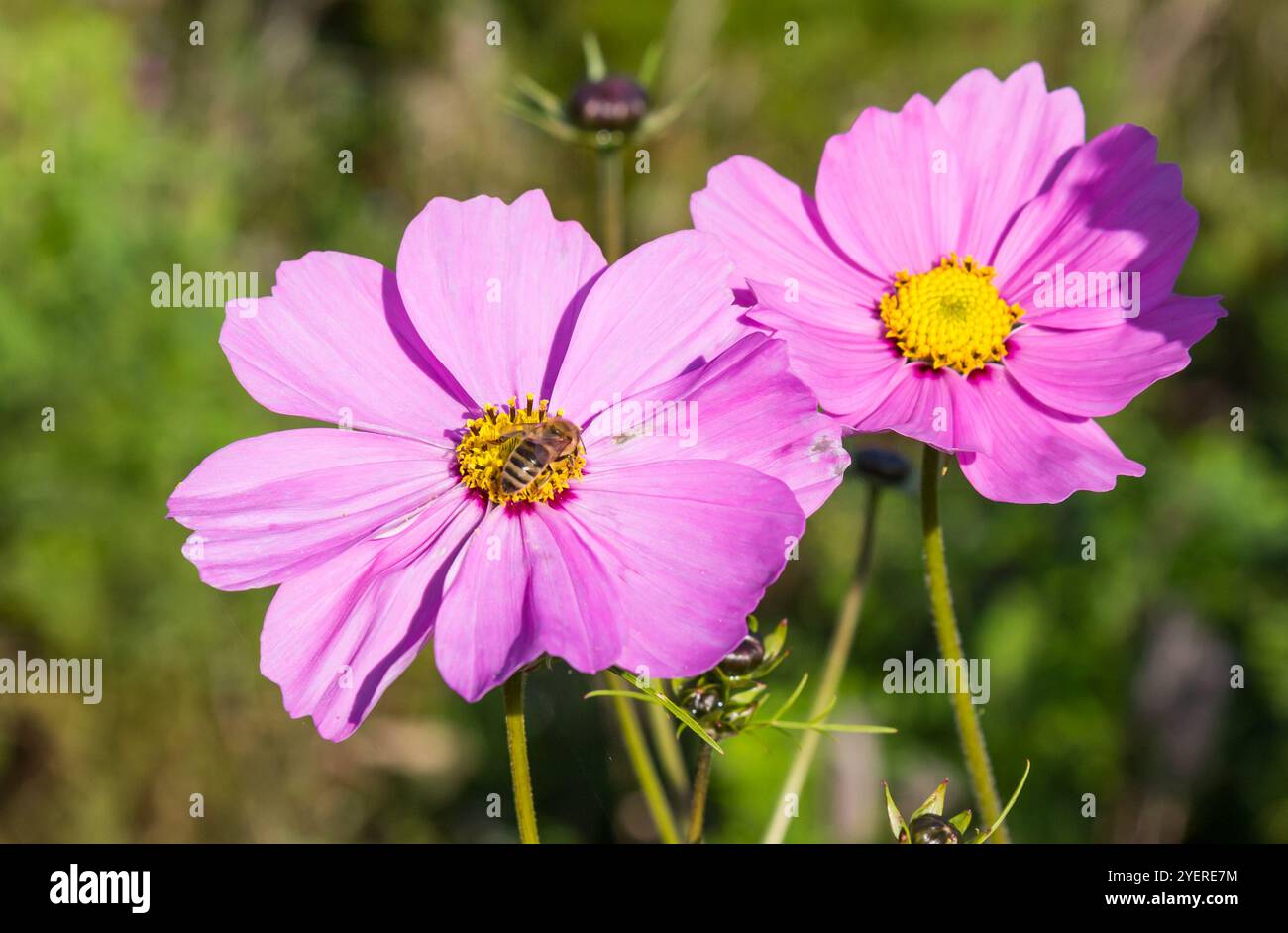 Biene, die auf einer rosa Kosmos (Cosmos bipinnatus) in Evertsbos, Niederlande sitzt Stockfoto