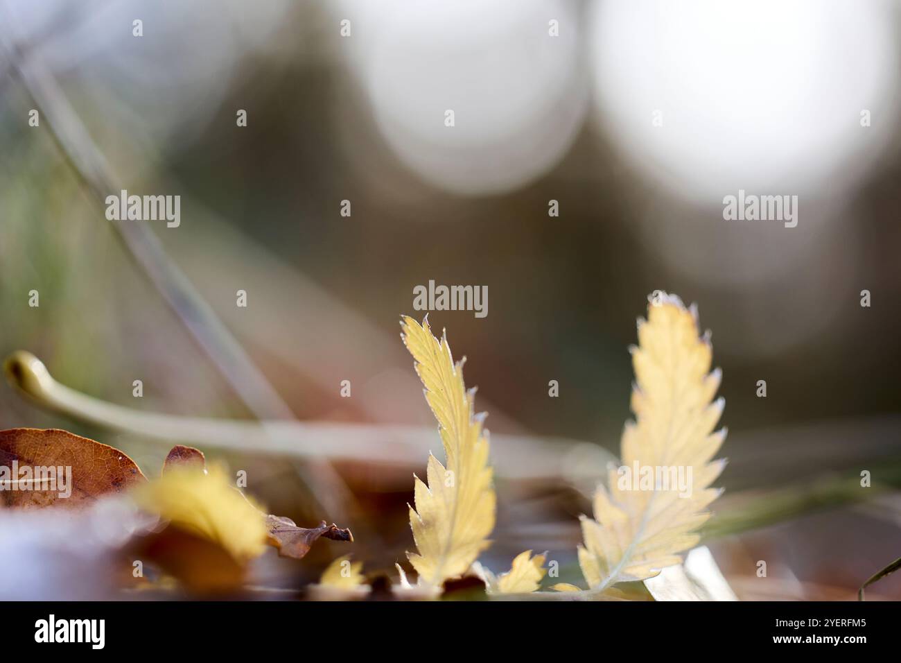 Blätter im Vordergrund im Wald Stockfoto