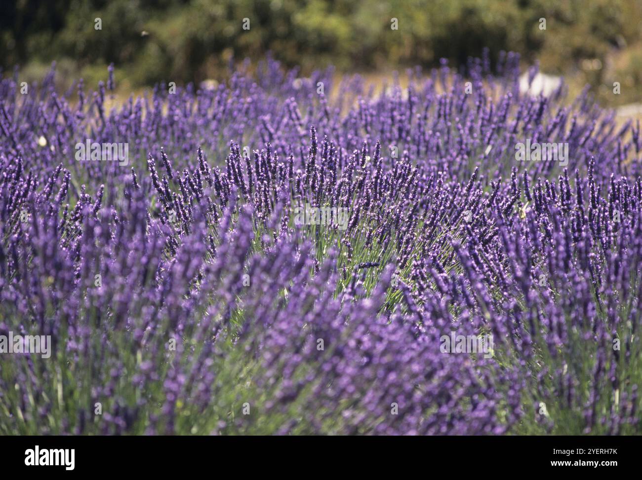 Lavendel-Feld Stockfoto