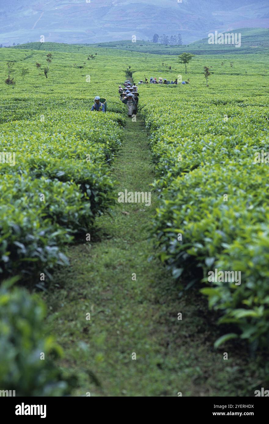 Fußweg zwischen Teefeldern Stockfoto
