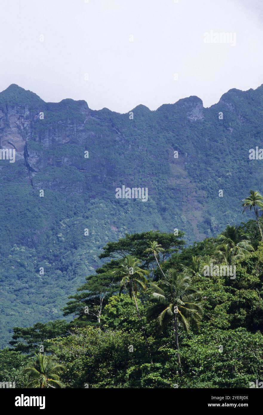 Moorea Island Berghänge und Palmen Stockfoto