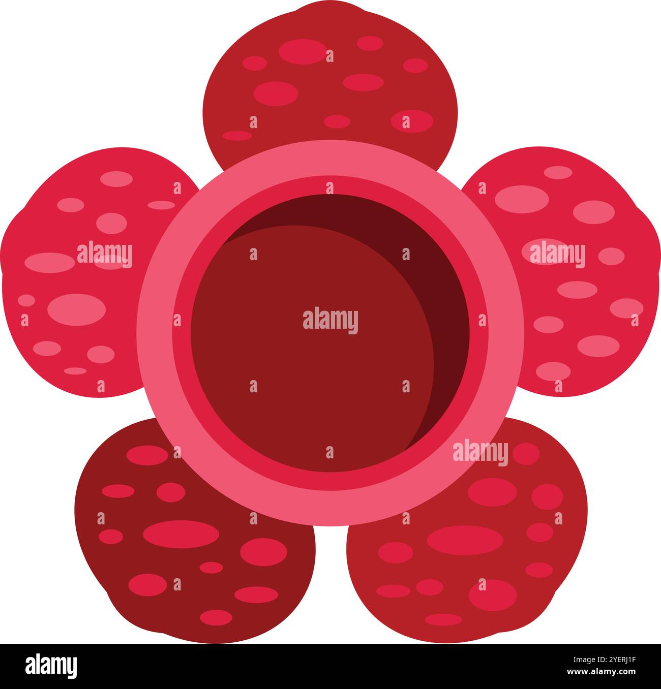 Rafflesia-Blüte wächst in freier Wildbahn mit großen roten Blüten Stock Vektor