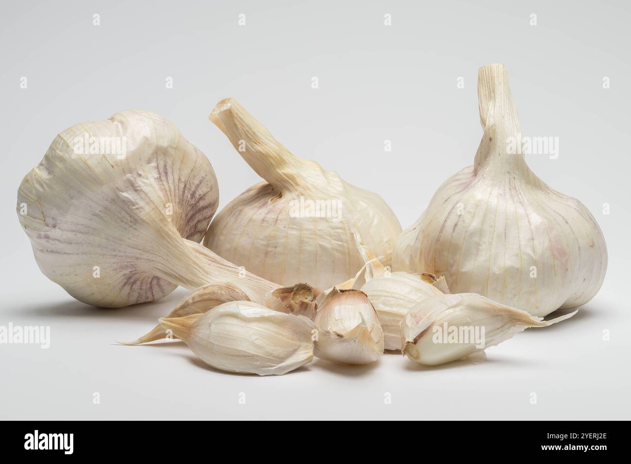 Frischer Knoblauch auf weißem Hintergrund , Deutschland, 01.11.2024, Nahaufnahme von frischem, ungeschältem Knoblauch und Knoblauchzehen auf einem weißen Hintergrund. *** Frischer Knoblauch auf weißem Hintergrund , Deutschland, 01 11 2024, Nahaufnahme von frischem, ungeschältem Knoblauch und Knoblauchzehen auf weißem Hintergrund Stockfoto