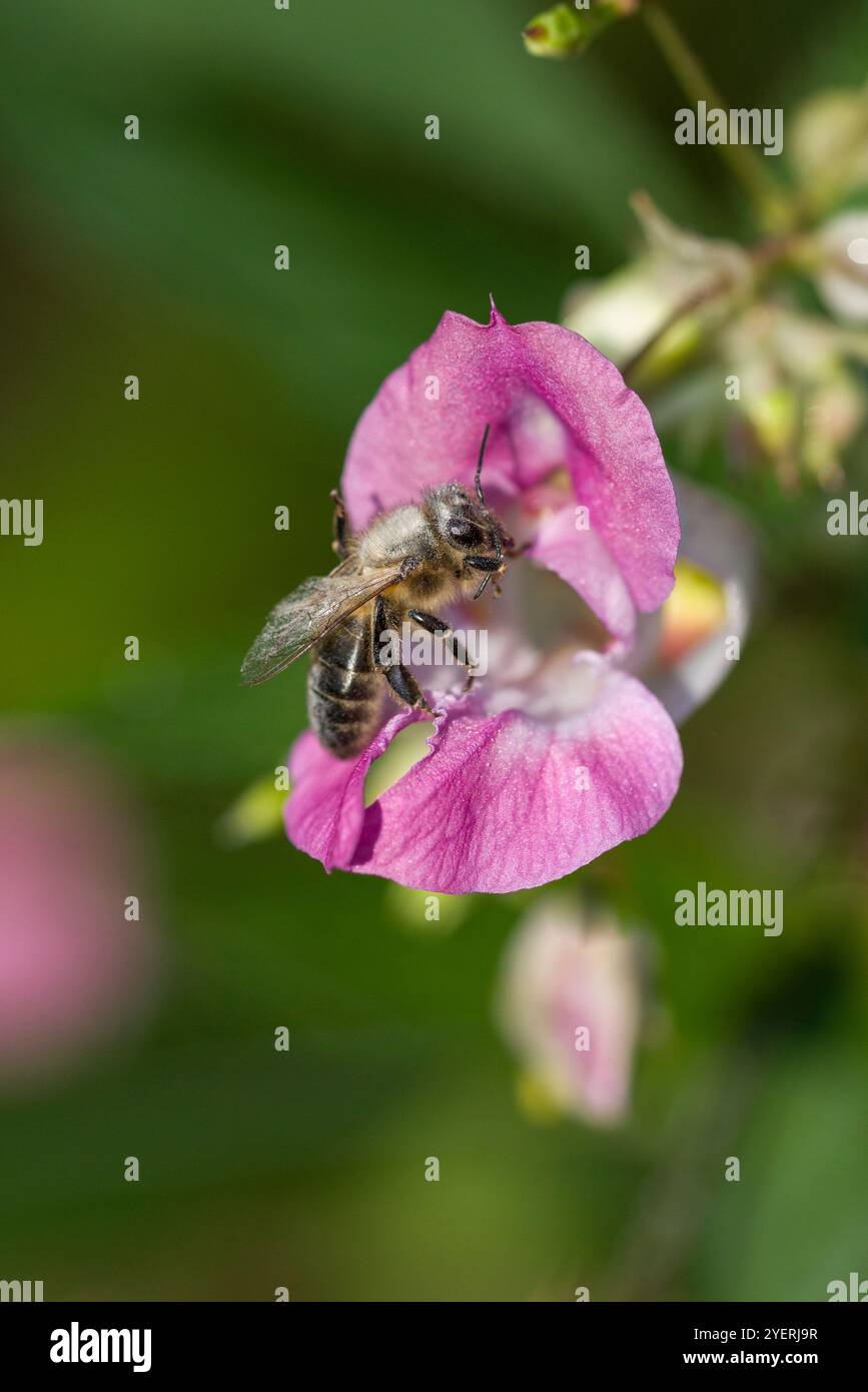 Die Biene, die nach Nektar sucht, geht in eine Blüte Stockfoto