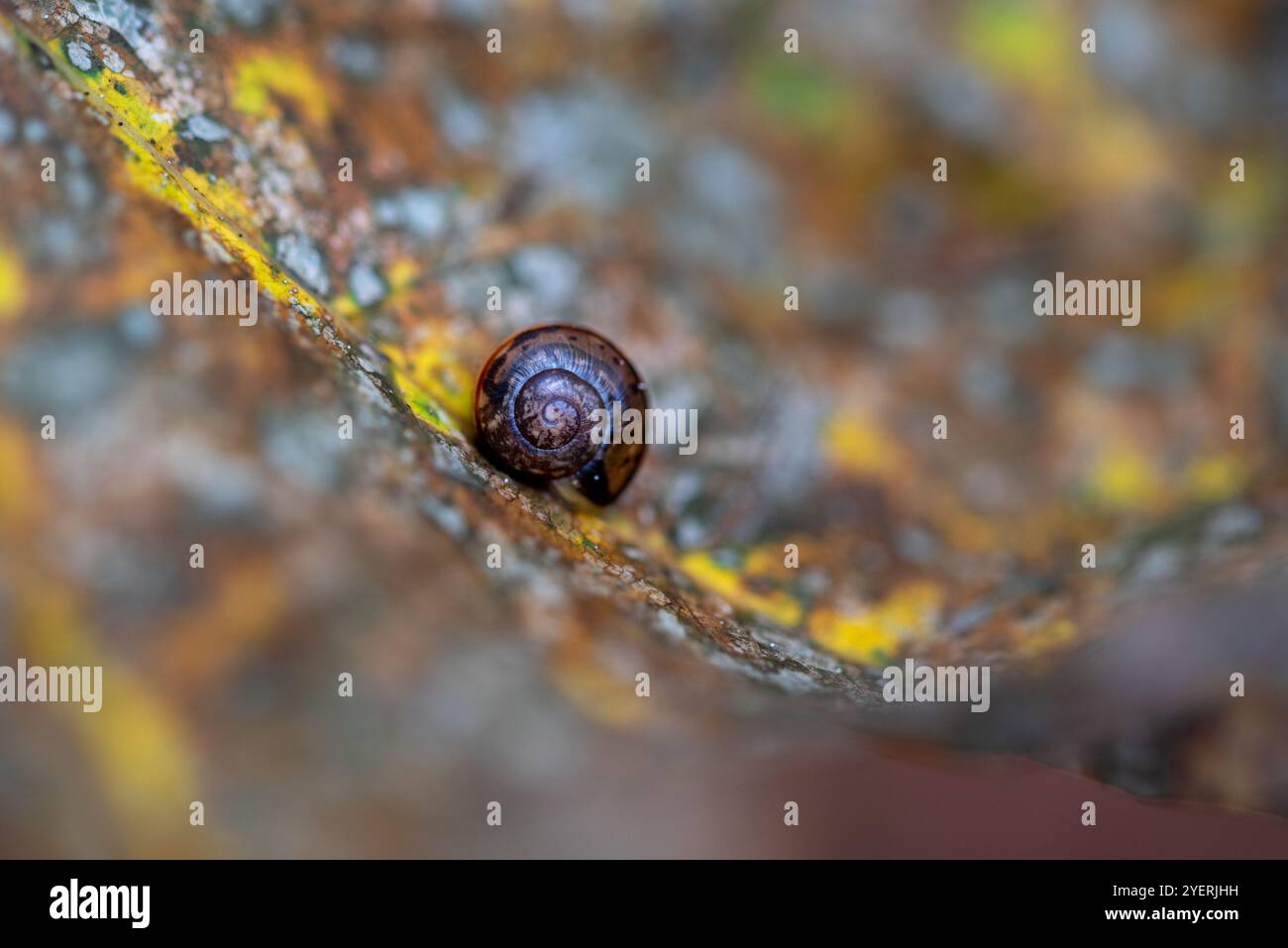 Eine winzige Schnecke in ihrer Schale auf einem herbstlichen Blatt mit unscharfem Hintergrund. Stockfoto