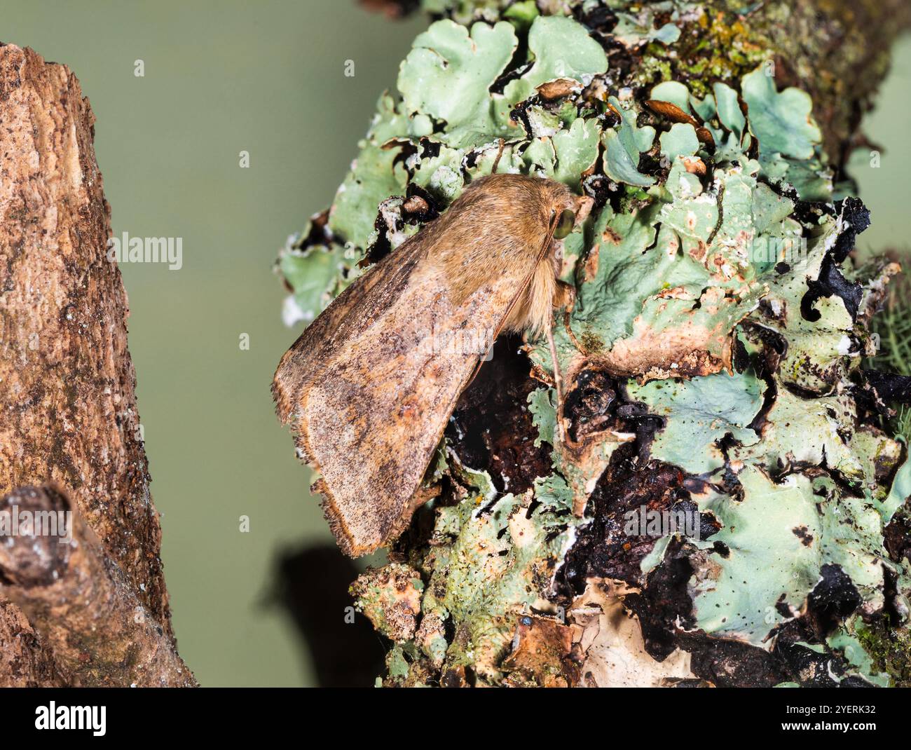 Britischer Herbst fliegende Wandermotte Helicoverpa armigera, seltener umrandeter Straw, Baumwollollwurm, eine bedeutende Schädlingsart Stockfoto