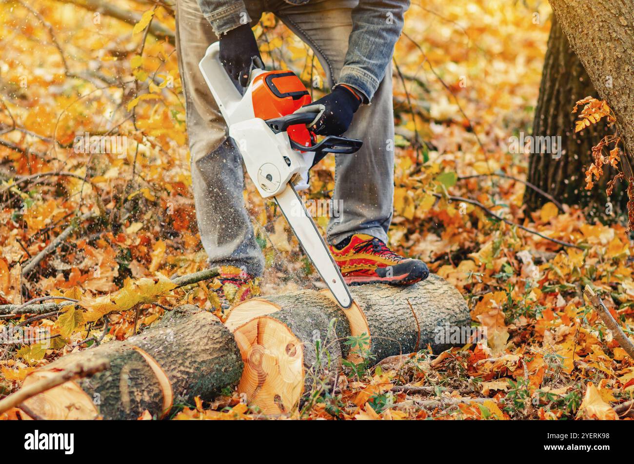 Scharfe Kettensäge in der Nähe von gesägten Stämmen im Wald gegen herabfallende Blätter. Brennholz für den Winter ernten Stockfoto