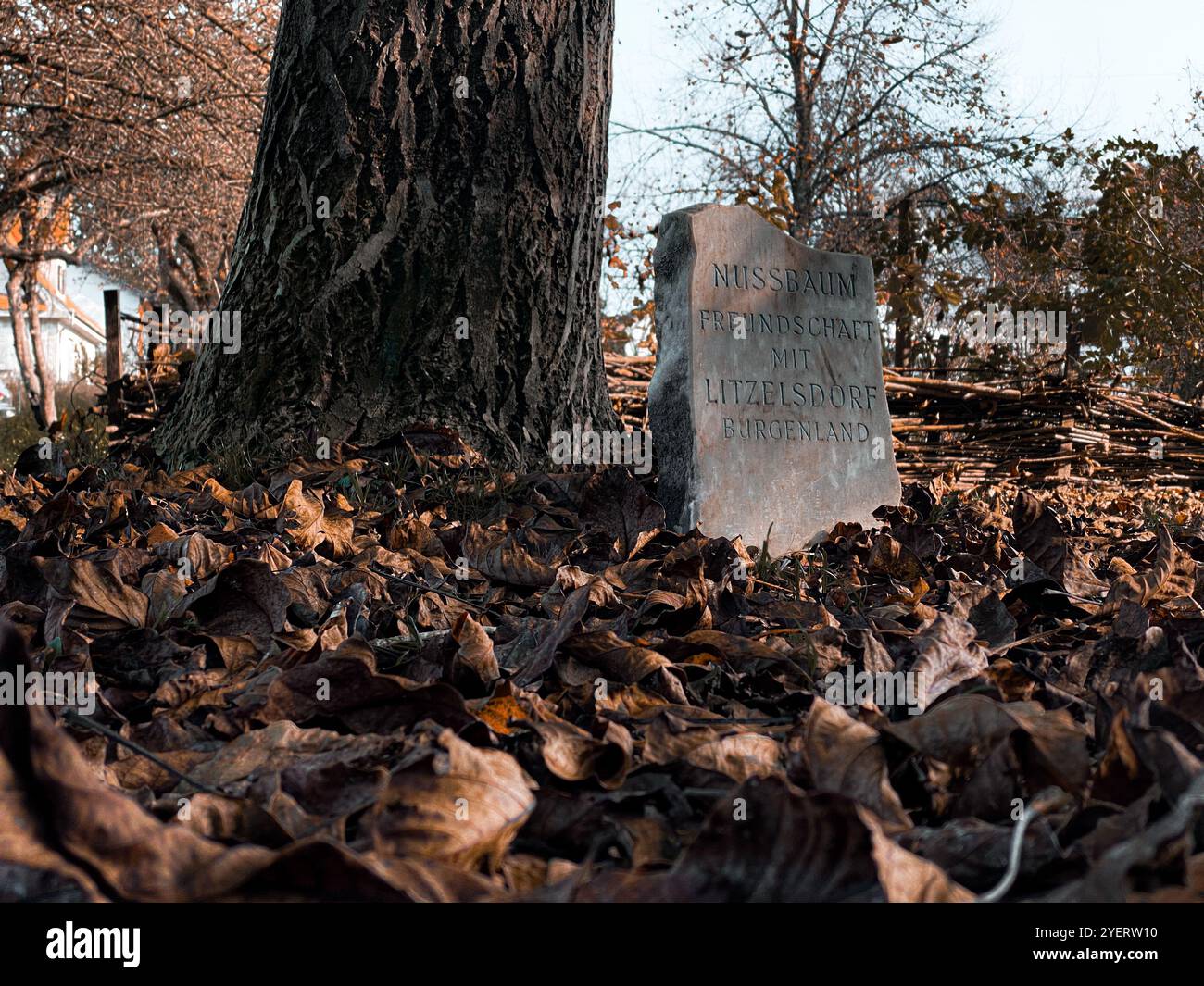 Alter Baumstamm Stockfoto