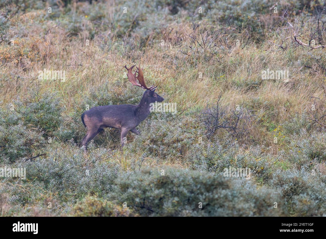 Nahaufnahme des markanten dunkelbraunen bis schwarzen Bocks eines braunen Hirsches, Dama Dama, in seinem natürlichen Lebensraum der niederländischen Nordseeküste, den Dünen Hollands Stockfoto