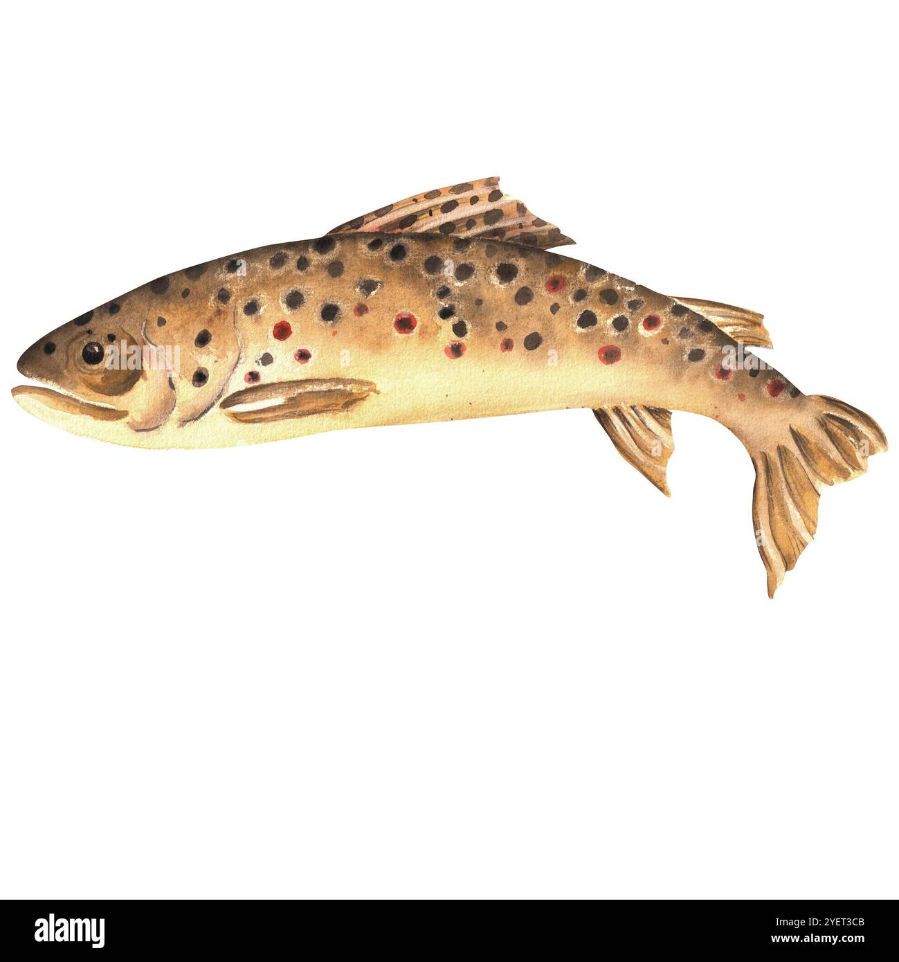 Gefleckte braune Forellenfische. Angelclipart. Süßwasserforelle. Handgezeichnete Aquarellillustration. Stockfoto