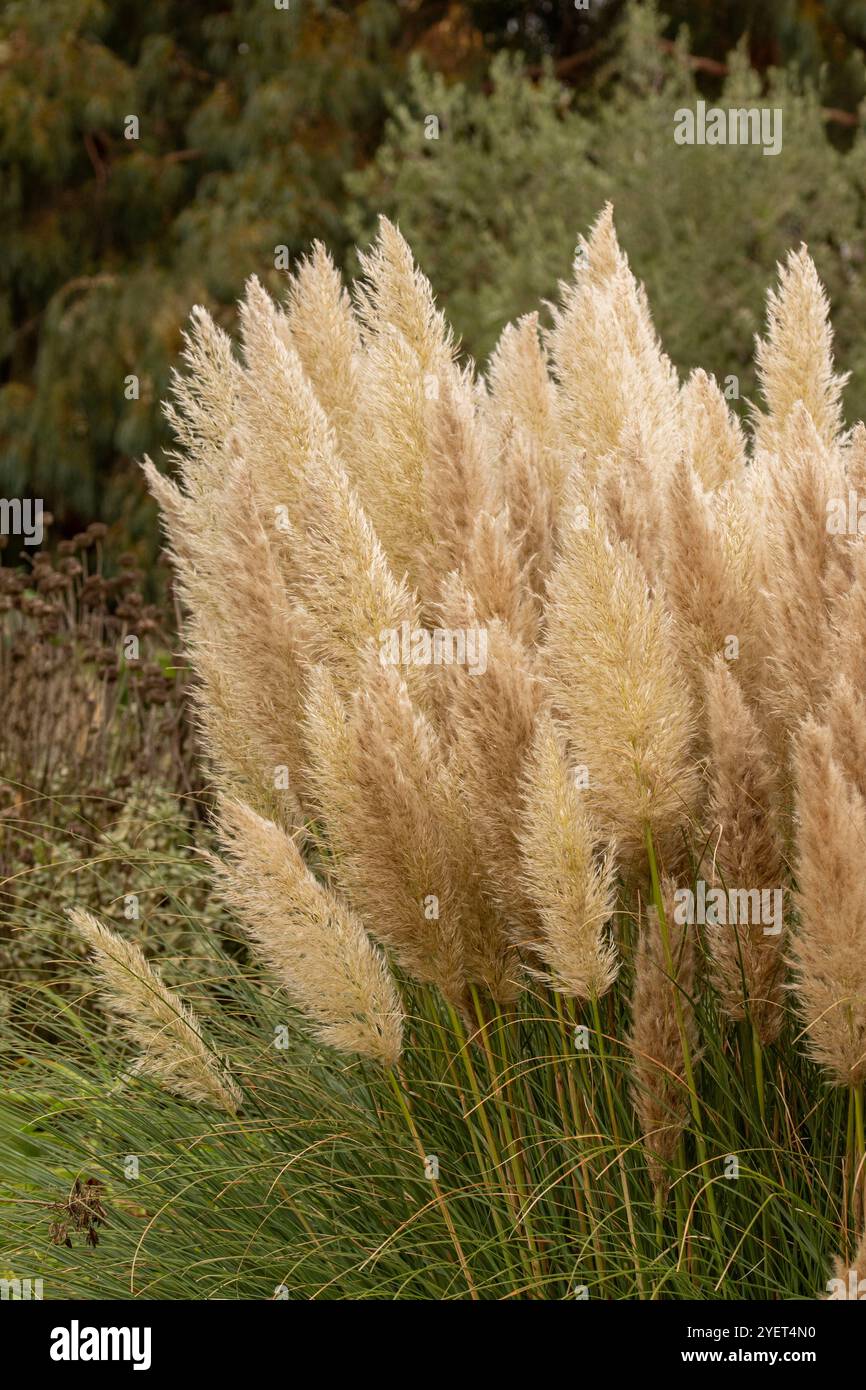 Immer beliebtes Pampas Gras (Cortaderia selloana) in halbgroßer Nähe mit etwas negativem Raum. Natürliche Muster, Natur, Umwelt, achtsam, auffällig Stockfoto