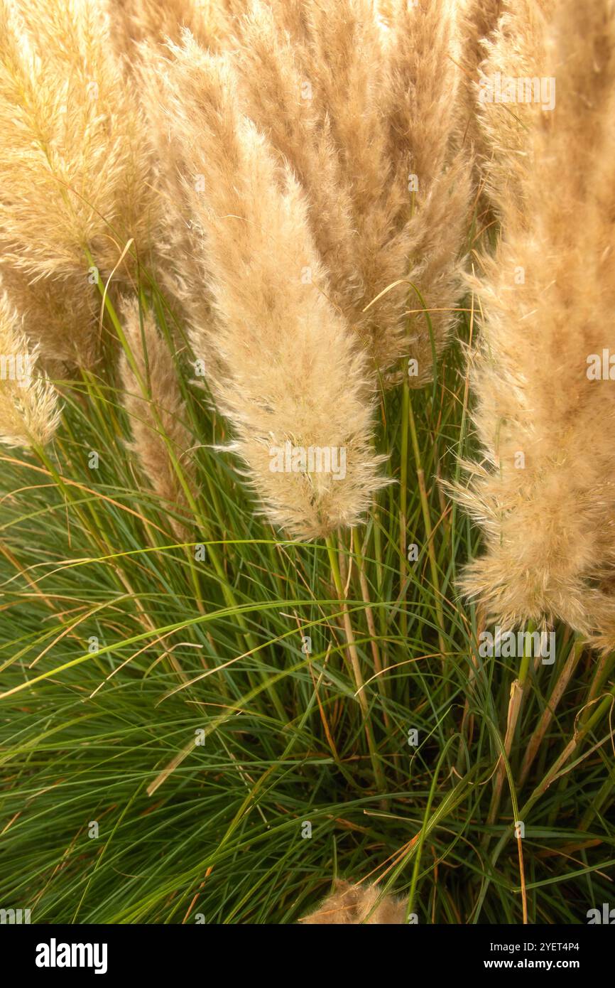 Immer beliebtes Pampas Gras (Cortaderia selloana) in halbgroßer Nähe mit etwas negativem Raum. Natürliche Muster, Natur, Umwelt, achtsam, auffällig Stockfoto