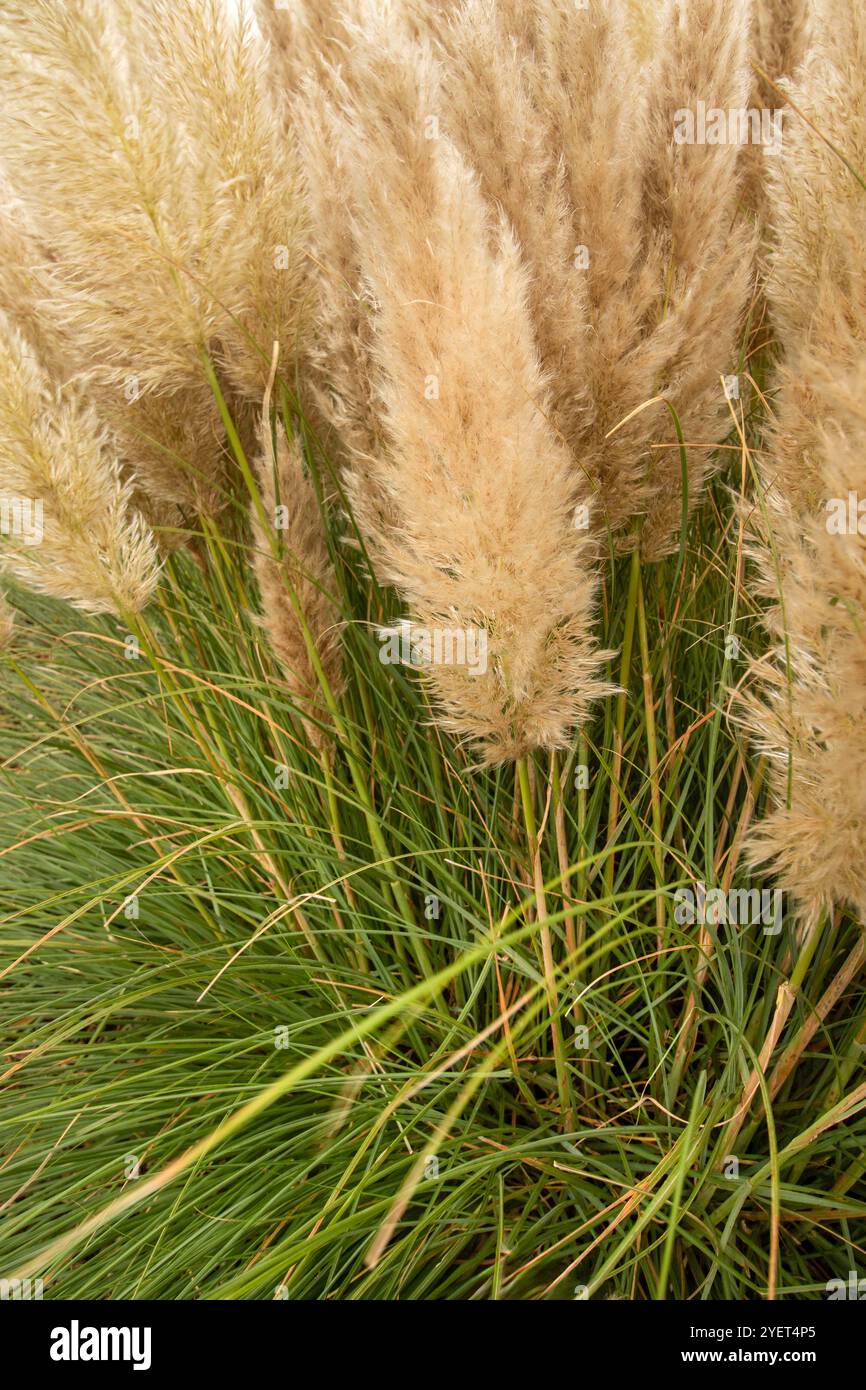 Immer beliebtes Pampas Gras (Cortaderia selloana) in halbgroßer Nähe mit etwas negativem Raum. Natürliche Muster, Natur, Umwelt, achtsam, auffällig Stockfoto