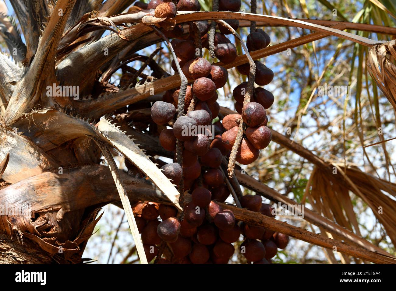 Die Lala-Palme (Hyphaene coriacea) ist eine Palme, die im östlichen und südlichen Afrika und Madagaskar beheimatet ist. Seine Früchte sind essbar. Dieses Foto wurde in Red Tsing aufgenommen Stockfoto