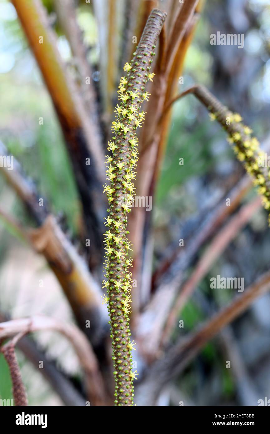 Die Lala-Palme (Hyphaene coriacea) ist eine Palme, die im östlichen und südlichen Afrika und Madagaskar beheimatet ist. Seine Früchte sind essbar. Blumendetail. Dieses Foto war ta Stockfoto