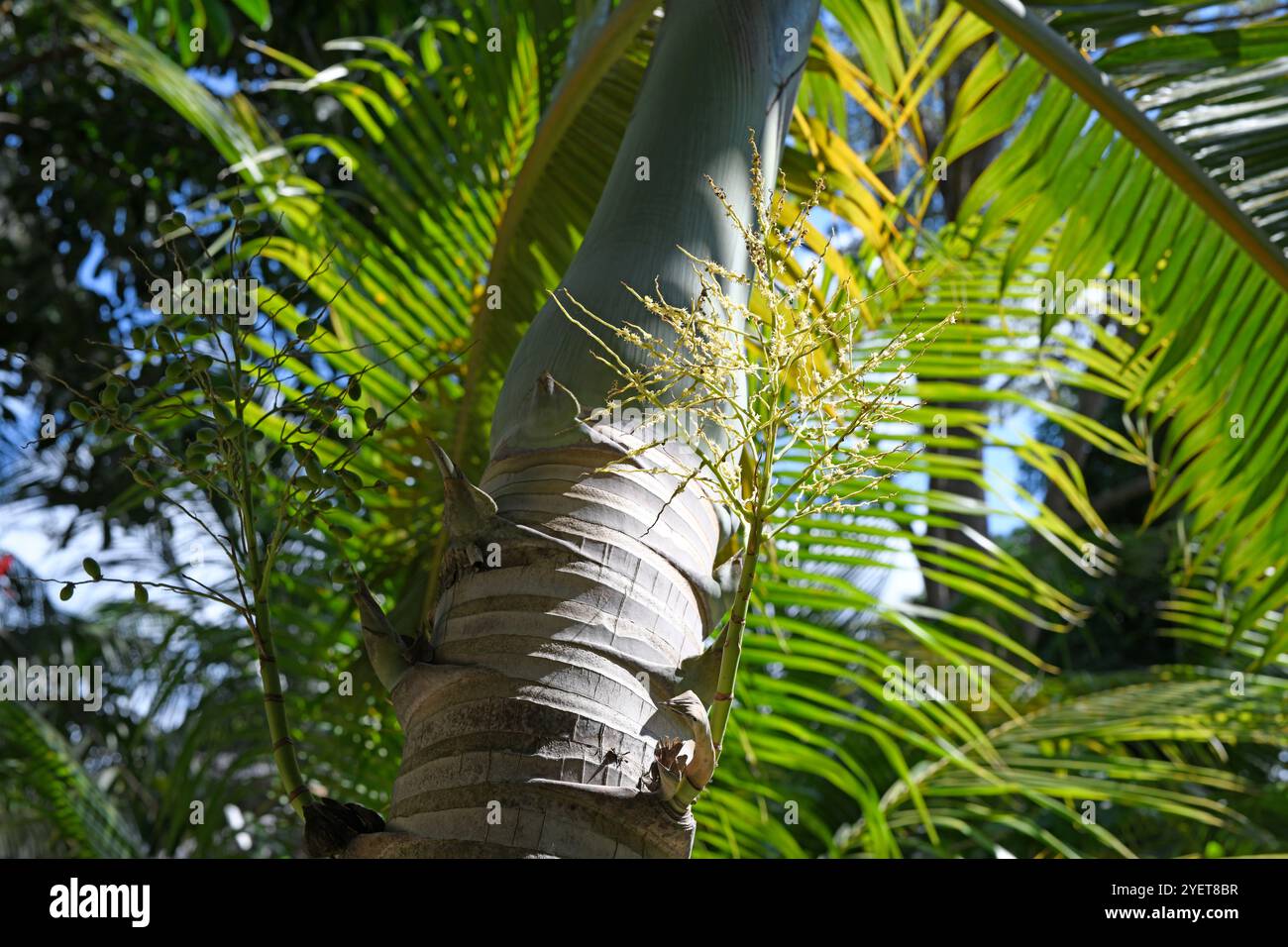 Roystonea regia (Roystonea regia) ist eine große Palme, die in der Karibik, Zentralamerika, Mexiko und Florida beheimatet ist und in anderen tropischen Regionen eingeführt wird. Blume Stockfoto