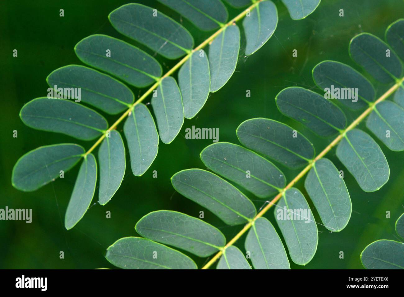 SIRIS verlässt Uganda Stockfoto
