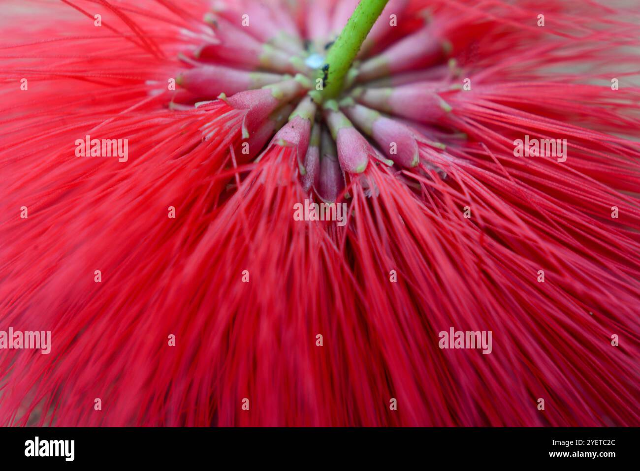 Powderpuff-Baum ( Calliandra haematocephala ) - Sereanda Eco Resort - Uganda Stockfoto