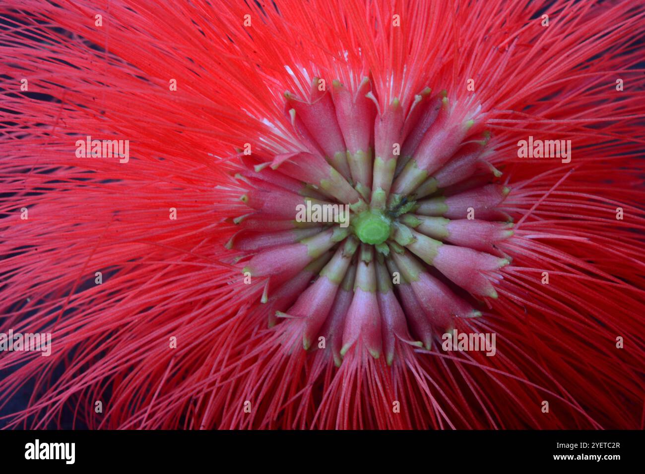 Powderpuff-Baum ( Calliandra haematocephala ) - Sereanda Eco Resort - Uganda Stockfoto