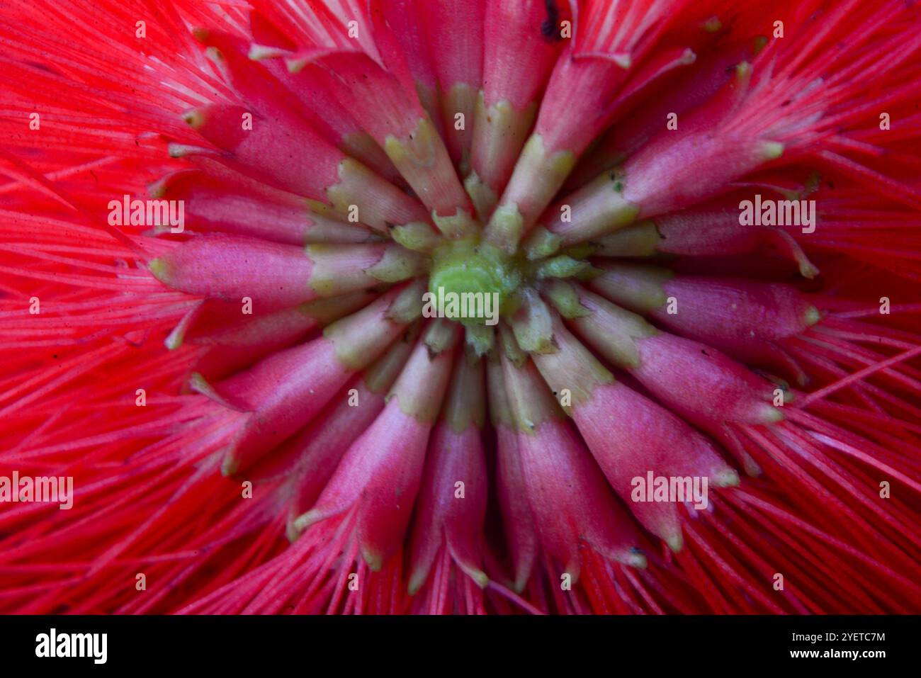 Powderpuff-Baum Früchte ( Calliandra haematocephala ) - Kampala Uganda Stockfoto