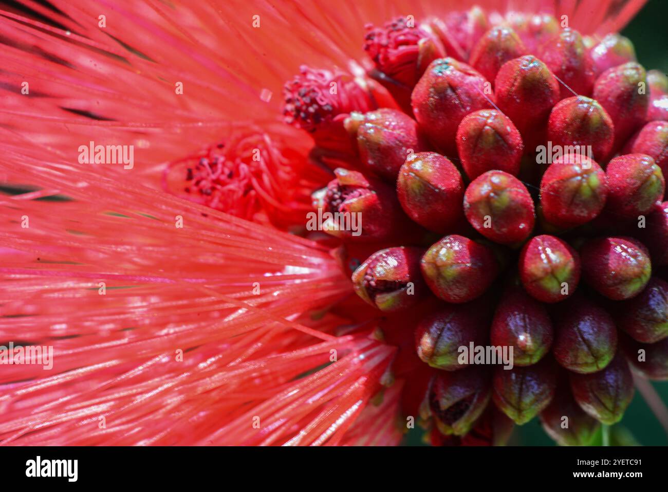 Powderpuff-Baum Früchte ( Calliandra haematocephala ) - Kampala Uganda Stockfoto