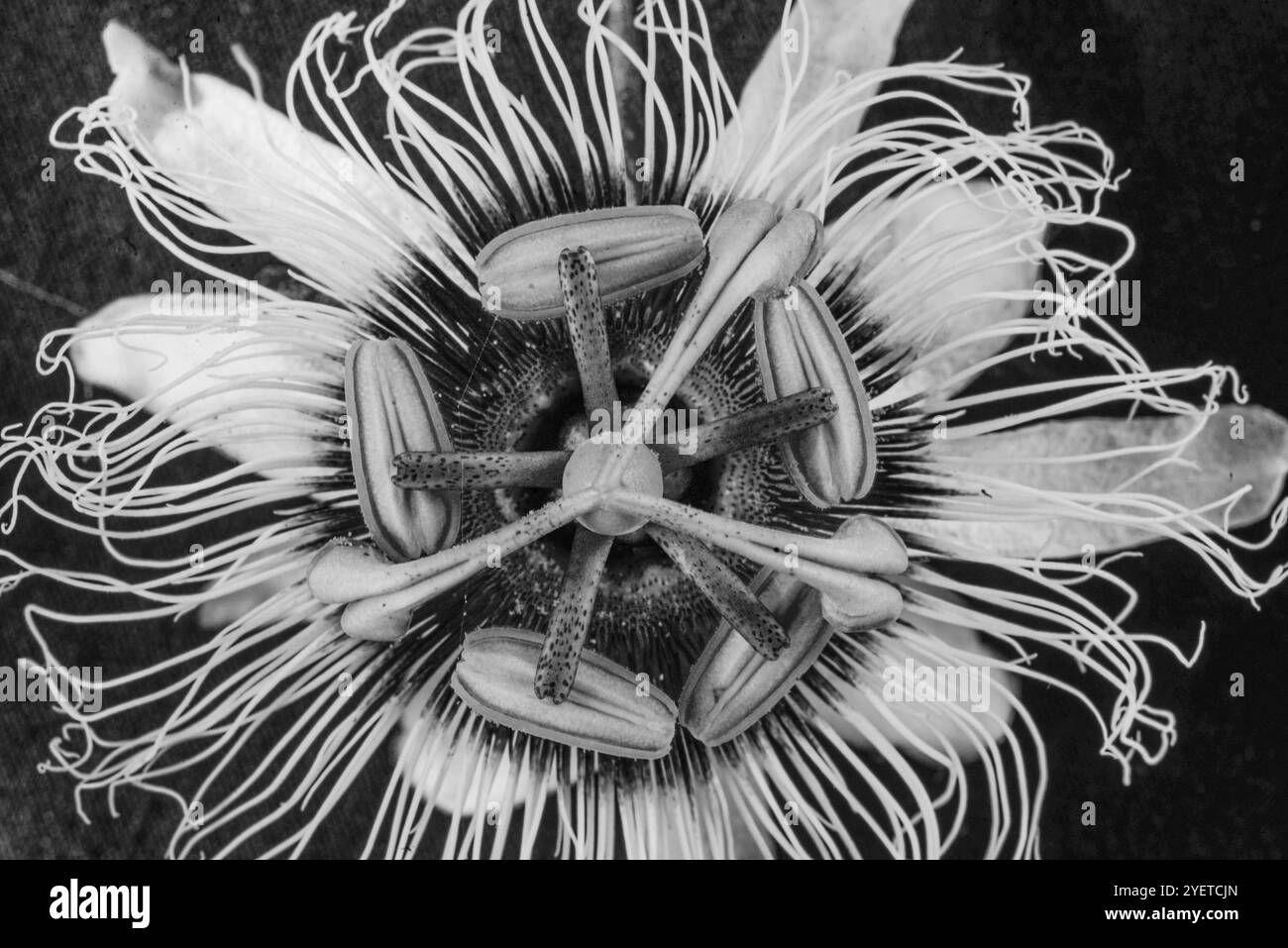 Passionsfruchtblume ( Passiflora edulis ) - Serenada Eco Resort Stockfoto