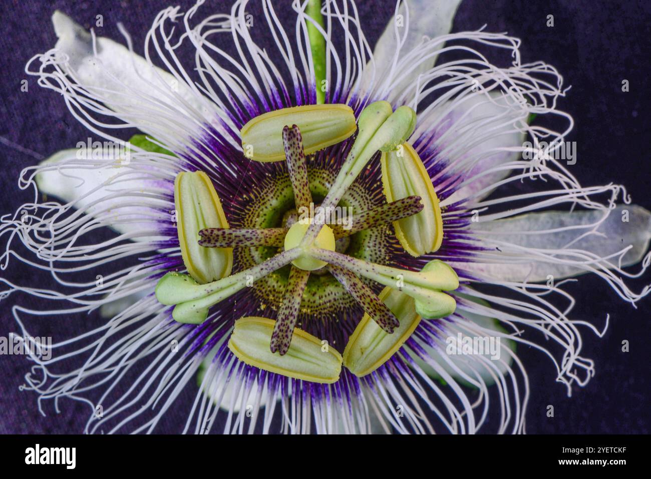 Passionsfruchtblume ( Passiflora edulis ) - Serenada Eco Resort Stockfoto