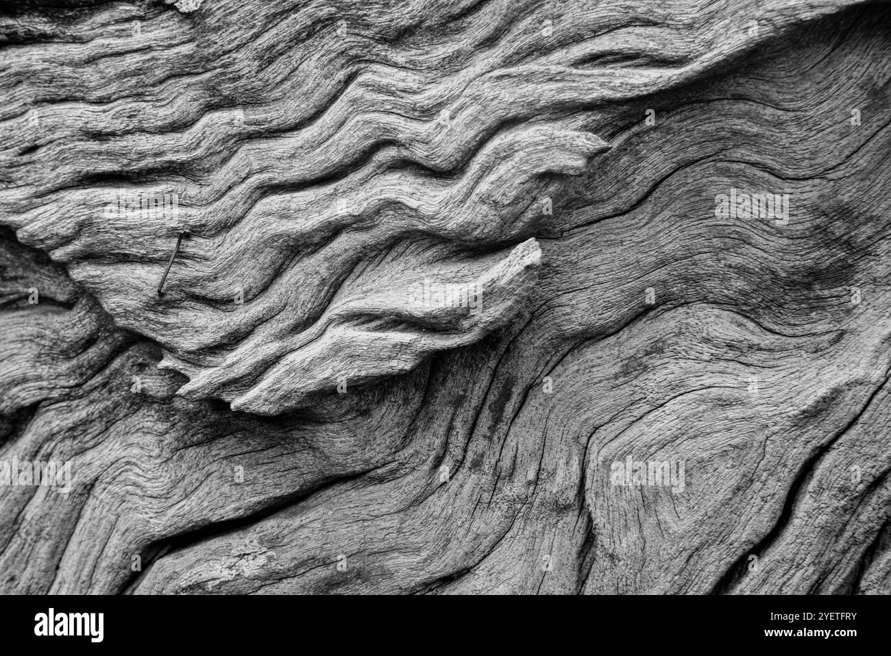 Alte Eukalyptusbäume Detail und Textur in Wandegeya - Kampala Uganda Stockfoto