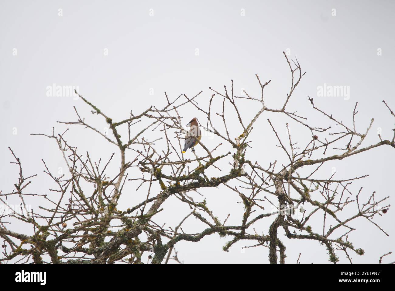 Zedernholz-Wachsflügel in Eichenzweigen gegen einen bewölkten Himmel. Hochwertige Fotos Stockfoto