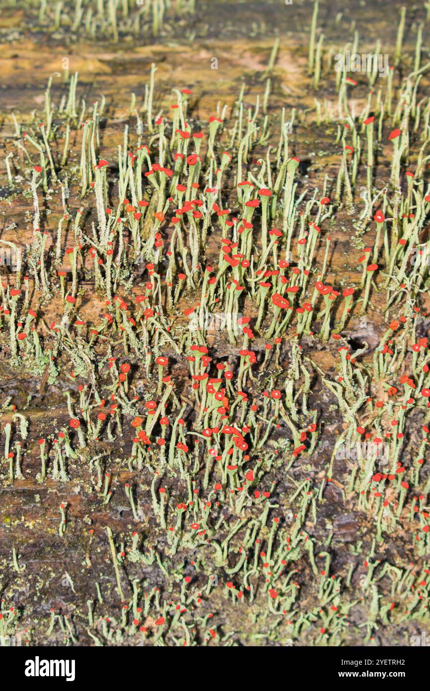 Lippenstiftflechte (Cladonia macilenta) in Sao Francisco de Paula, Süden Brasiliens Stockfoto